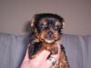 Villette Inspiration NEEDED!!!  Post your PUPPY FACES HERE!!-puppies-005.jpg