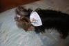 Cali loves her bandana and Sully-calisully-002-600-x-401-.jpg