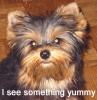 Villette Inspiration NEEDED!!!  Post your PUPPY FACES HERE!!-i-see-something-yummy.jpg