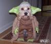 Yorkie cat costume?-yodawg.jpg