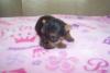 Updated pics of Dixie!-yorkie_1.jpg