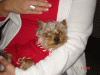 jack my mini yorkie-holly-new-sweater-resize.gif