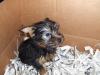 introducing.........TIGLET! and questions =)-tiglet3.jpg