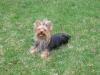 When is your Yorkie Happiest?-img_1786.jpg