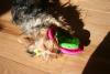 When is your Yorkie Happiest?-newmini1-037-medium-.jpg