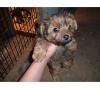 ad says rare RED yorkie for sale-redyorkie.jpg