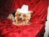 Happy 4th Birthday Yoda!!!!-16-yoda_cowboy_hat2.jpg