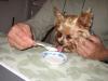 Happy 4th Birthday Yoda!!!!-28-yoda_ice_cream4.jpg