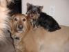 Big Dogs & Yorkies: Can they be friends?-ralphoncharlie.jpg