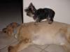Big Dogs & Yorkies: Can they be friends?-ralphwalkoncharlie.jpg