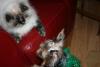 Yorkie and our Cats!-copy-img_3410-small-.jpg