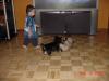 Yorkie and our Cats!-ray-refereeing-dog-cat-romp.jpg