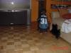 Yorkie and our Cats!-chase-.jpg