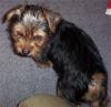 At What Age Does Yorkie Hair Change Color?-puppy4.jpg