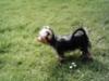 How long is a non-docked yorkie tail?-twi001.jpg