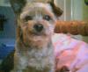 un docked yorkies-tyecloseup.jpg