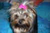 I got ny bows from Cesar(Chechinmipo)-calipatti-001-600-x-401-.jpg