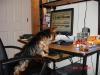 Show Us Your Pics Of Your Furbaby Chatting on YT!-dsc00407.jpg