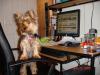 Show Us Your Pics Of Your Furbaby Chatting on YT!-dsc00409.jpg