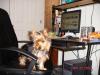 Show Us Your Pics Of Your Furbaby Chatting on YT!-dsc00412.jpg