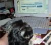 Show Us Your Pics Of Your Furbaby Chatting on YT!-sami-00000.jpg