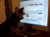 Show Us Your Pics Of Your Furbaby Chatting on YT!-pics-taken-moms-camera-079.jpg