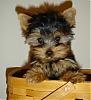 ears don't stand up on my new yorkie?-jill13weeks043006.jpg