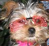 What Size Doggles Does You Have?-sweet-pea-shades.jpg