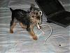 Is my yorkie a YORKIE!-yorkie2.jpg