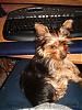 Is my yorkie a YORKIE!-sleepy-eyes.jpg