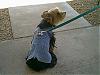 Steppin' out!!!-bitsy-new-vest-leash.jpg