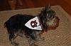 Dressing you Yorkie-hobbs-auburn-fan-.jpg