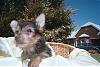 New Here. My First Yorkie.-puppy-sale-red-.jpg