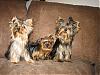 GIZMO and the GIRLS!-trio-2.jpg