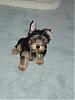 Hi!-baxter-3-mos..jpg