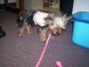 Bad Hair Days...let's see those awful pictures-pita-harness-002.jpg