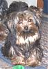 is this a purebred yorkie?-pic-izzy-hair.jpg