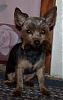 is this a purebred yorkie?-izzy-shaved-down.jpg