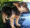 is this a purebred yorkie?-100_2275.jpg