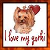 I Love sharing Photos-ilovemyyorki.jpg