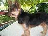 is this a purebred yorkie?-100_1683.jpg