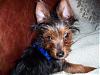 What kind of yorkie is Zack?-romeo.jpg