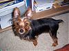 What kind of yorkie is Zack?-romeo-9-months.jpg