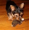 What kind of yorkie is Zack?-sept-7-b.jpg