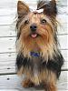 What kind of yorkie is Zack?-img_0187.jpg