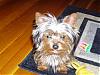 My Yorkie like to have his tongue sticking out-louie-again-450-x-338-.jpg