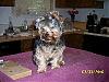 Fussy yorkies during grooming/bath time...-resized_100_18165.jpg