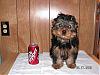 Yorkie Size-oscar-can.jpg