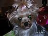 My Yorkie like to have his tongue sticking out-sophie-aka-doodle-bug.jpg