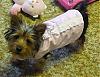 Anyone esles Yorkie born on this day too!!!!-molly7.jpg